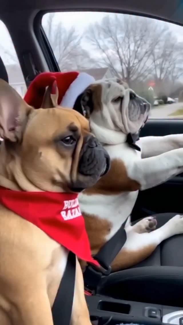 617564435 916966030671144 4958248256213589913 n