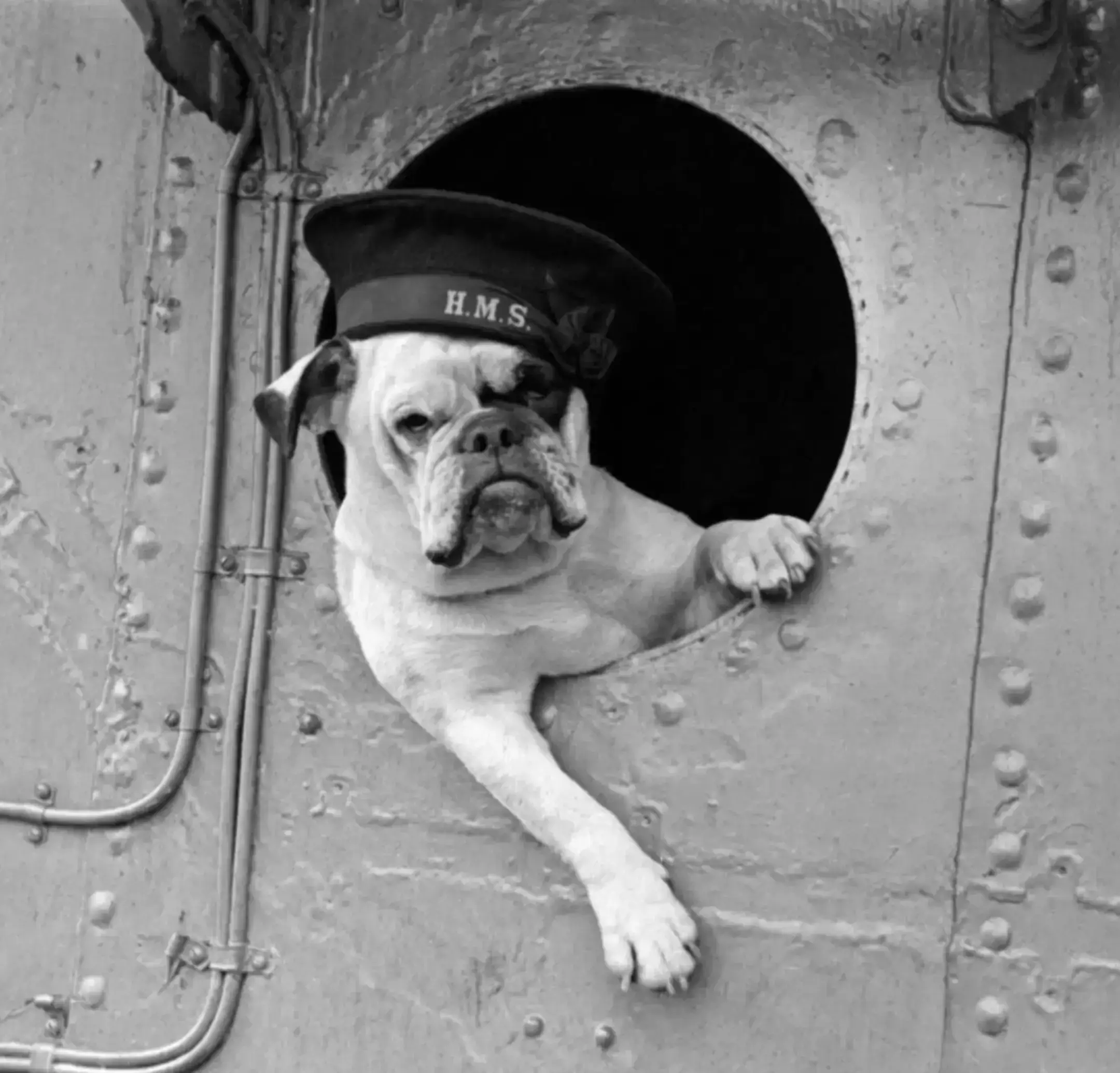 bulldog ingles navio de guerra venus