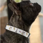 french bulldog collar baguette