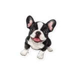 French Bulldog Sticker - Sit 58 - Image 3