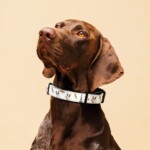 French Bulldog Collar - Baguette - Image 2
