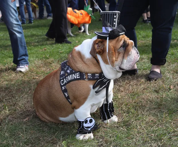 English Bulldog: wearing halloween costume at the park