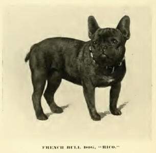 French Bulldog circa 1890, early example of the breed