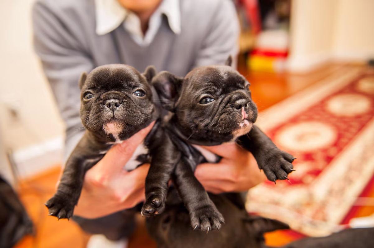 Two French Bulldog puppies being held by a person, illustrating early puppy behavior and temperament.