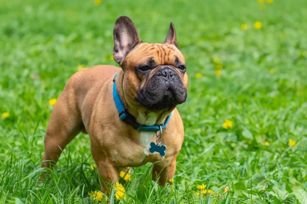 adult french bulldog standing on grass outdoors