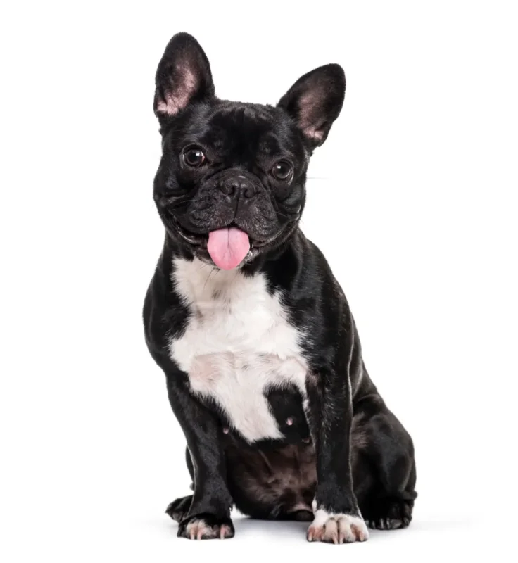 black and white French Bulldog sitting on white background