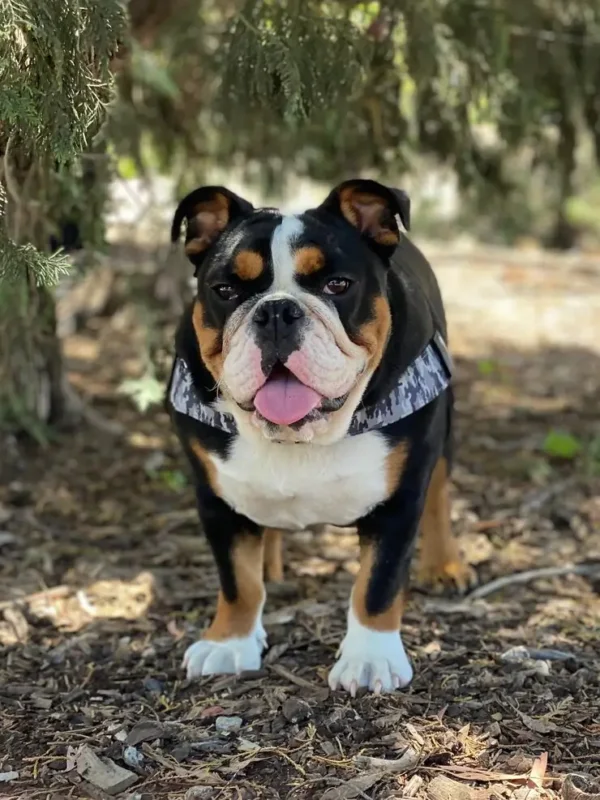 Black tri color English Bulldog standing outdoors, showing black base coat with tan points and white chest markings