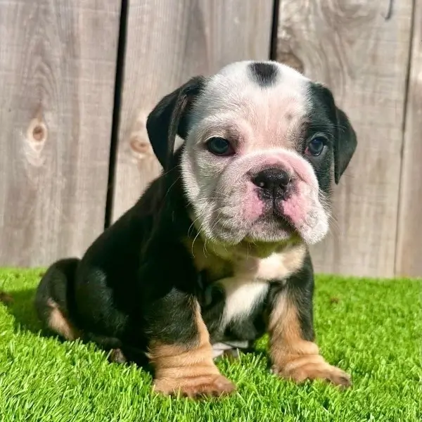 Black tri color English Bulldog puppy sitting on grass, showing black coat with tan points and white markings