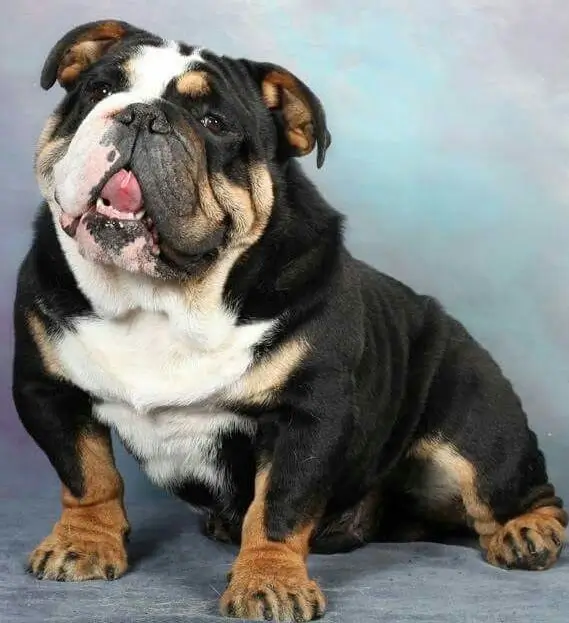 Black tri color English Bulldog sitting, showing black base coat with tan points and white markings