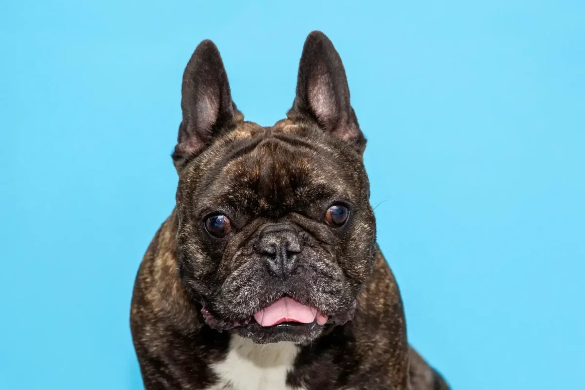 brindle French Bulldog sitting against a blue background