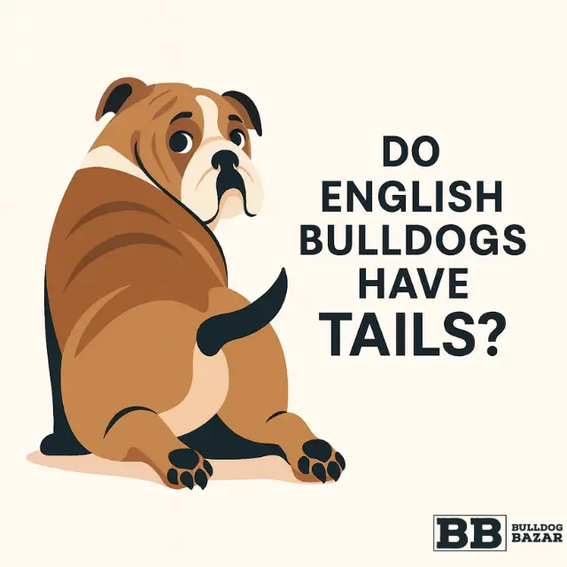 Illustration of an English Bulldog looking back and showing its tail with the text “Do English Bulldogs Have Tails?” used as the cover image for a Bulldog Bazar Global article.
