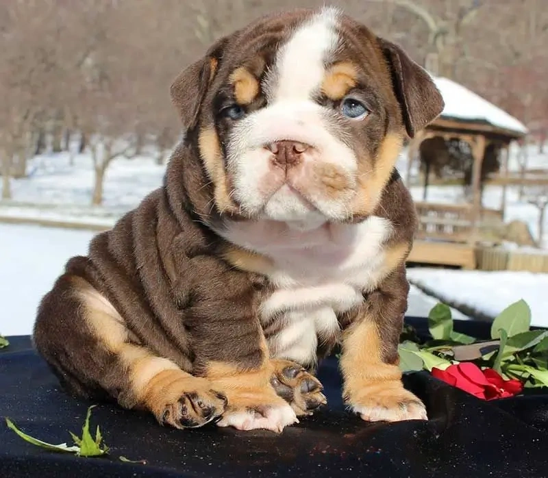 Chocolate tri-color English bulldog puppy showing tan points and white markings