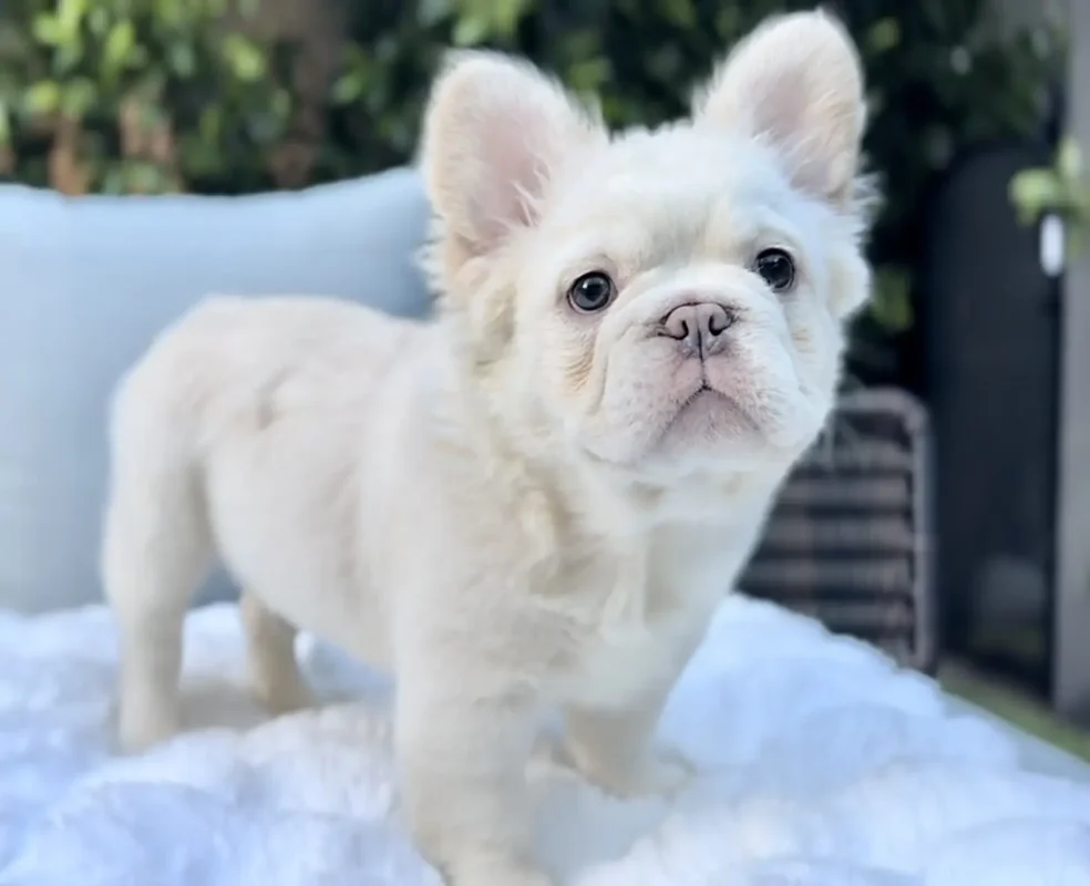 Cream fluffy French bulldog puppy with long hair standing on a blanket