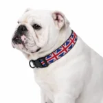 white English Bulldog wearing Union Jack dog collar on white background