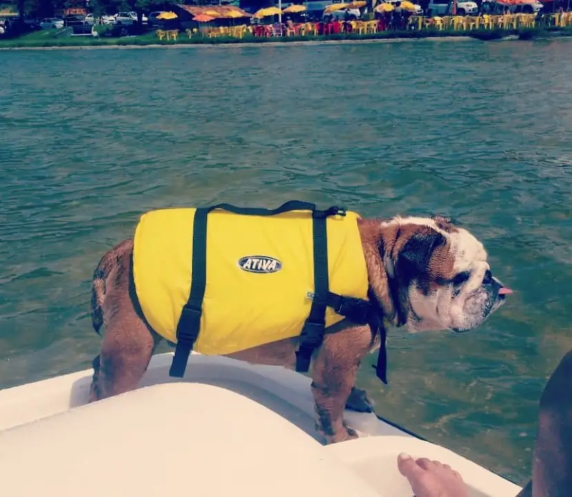 English Bulldog Zeus wearing a life jacket near open water for safety
