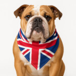 English Bulldog wearing one Bandana of UK Flag