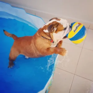 English Bulldog standing safely in a shallow pool under supervision