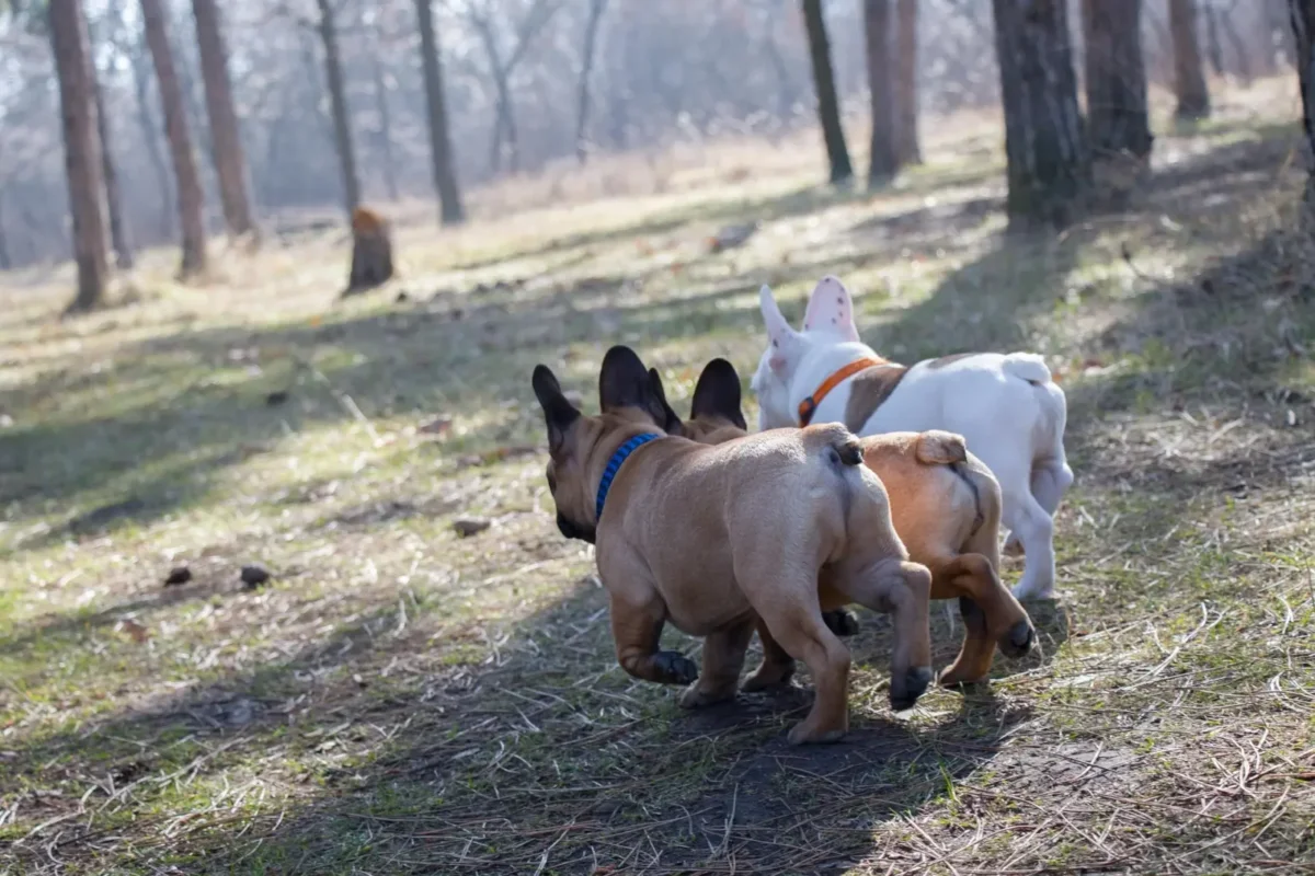 Fawn French Bulldog walking outdoors with other French Bulldogs