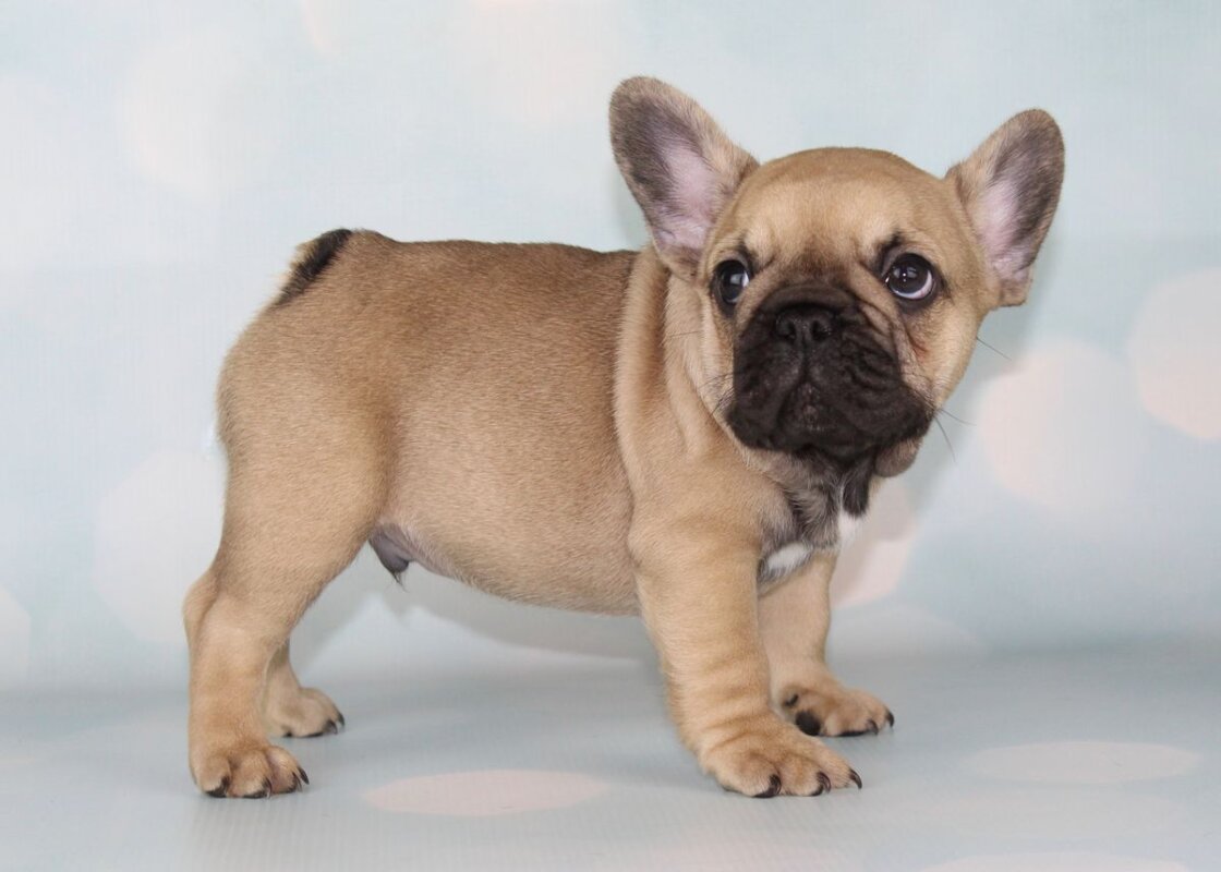 Fawn French Bulldog puppy standing and facing the camera