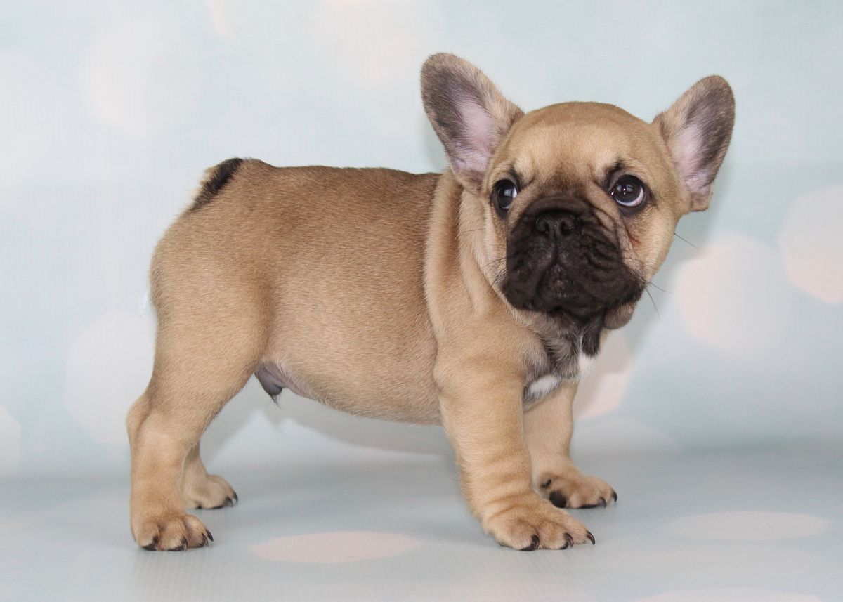 Fawn French Bulldog puppy standing and facing the camera