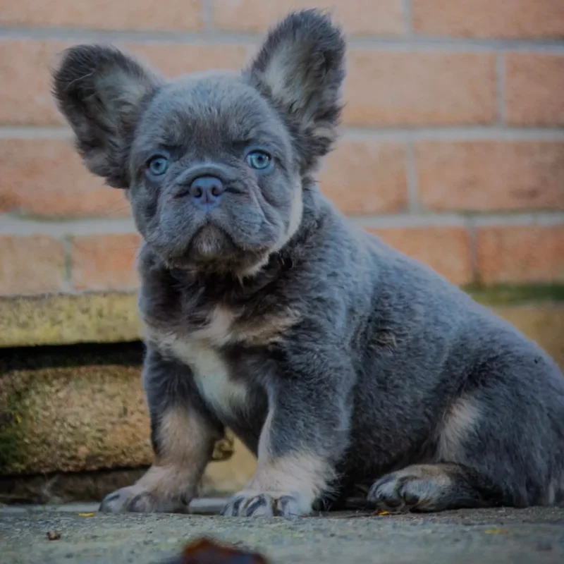 Blue fluffy French bulldog puppy sitting outdoors