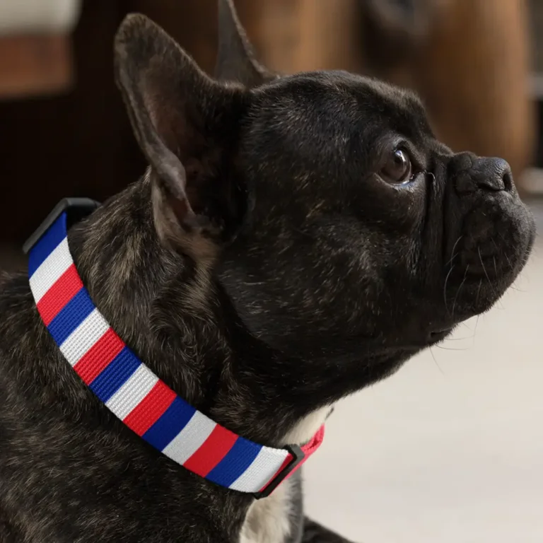 black French Bulldog wearing Flag of France collar bulldog bazar