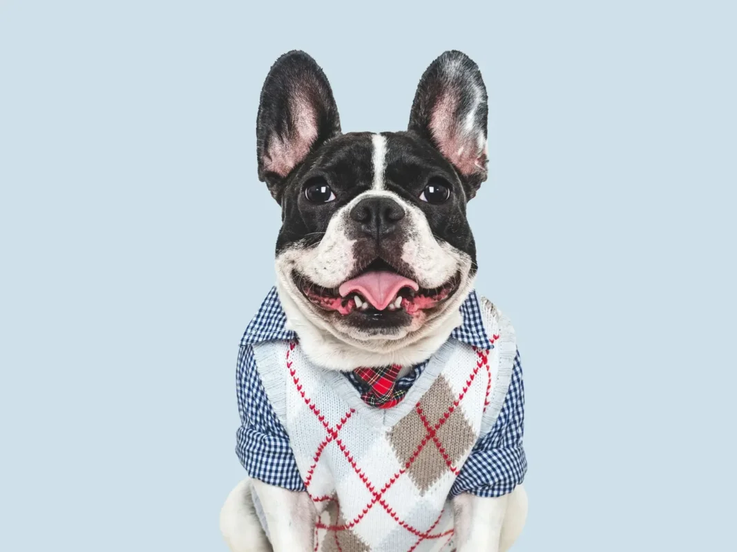 smiling French Bulldog wearing clothes