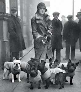 Early 20th century French Bulldogs walking in Paris, illustrating the origins of the French Bulldog breed