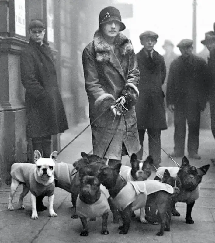 Early 20th century French Bulldogs walking in Paris, illustrating the origins of the French Bulldog breed
