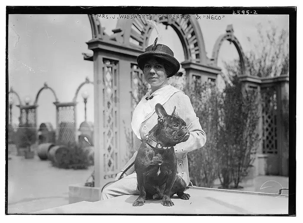 French Bulldog named Neco with Mrs. J. Wadsworth Carpenter, early 20th century