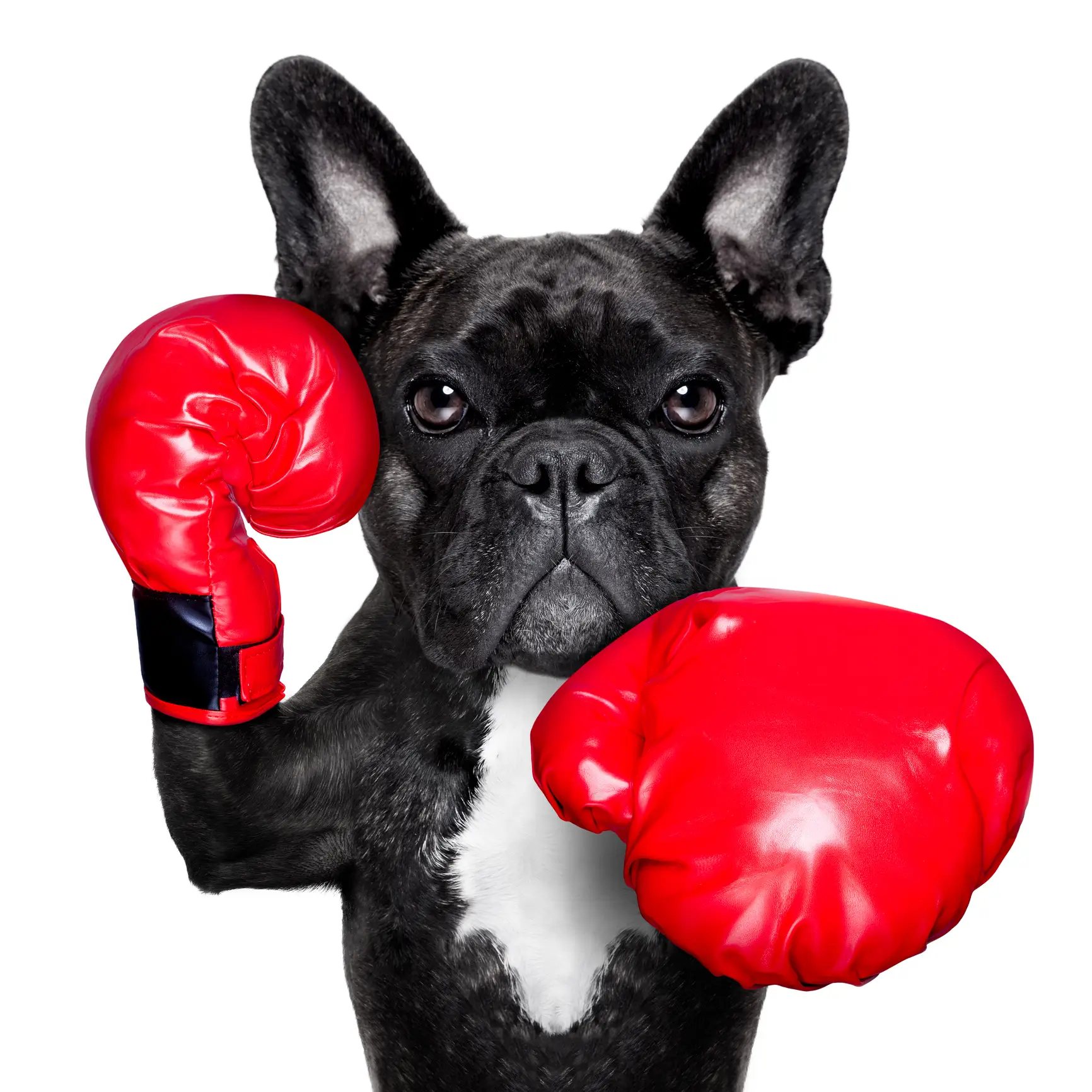 French Bulldog showing confident and playful personality traits while wearing boxing gloves