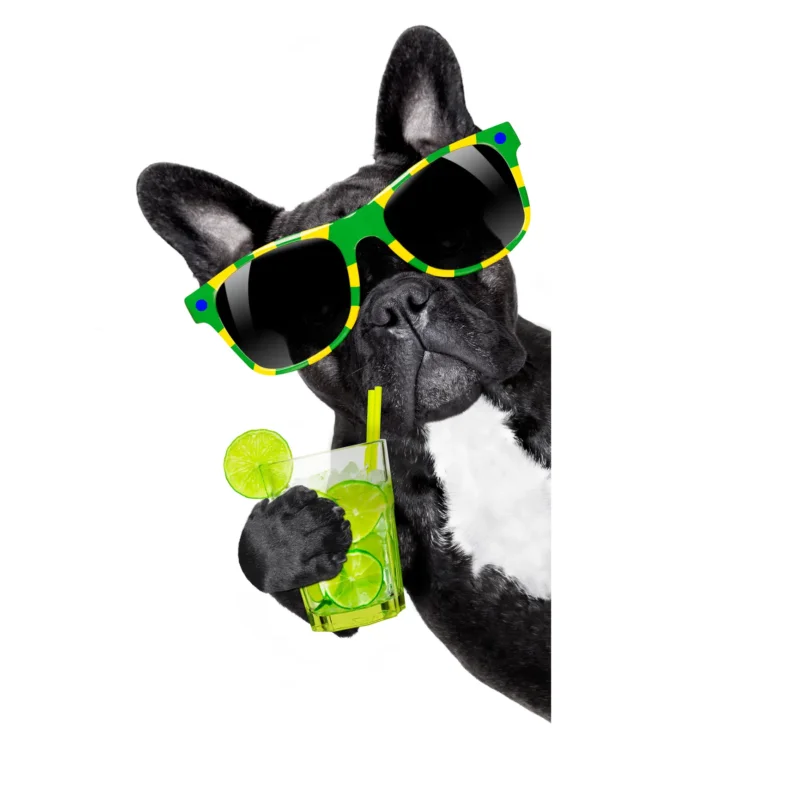 Relaxed and social French Bulldog personality shown through calm and human-oriented behavior