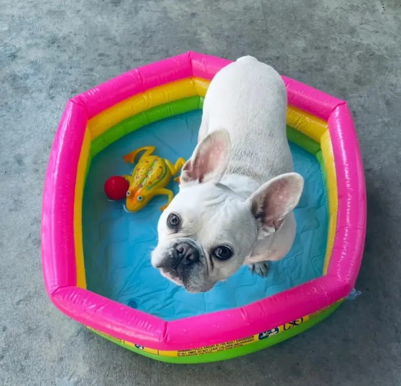 French Bulldog standing safely in a shallow kiddie pool under supervision