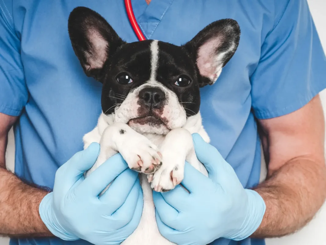 French Bulldog being examined by a veterinarian