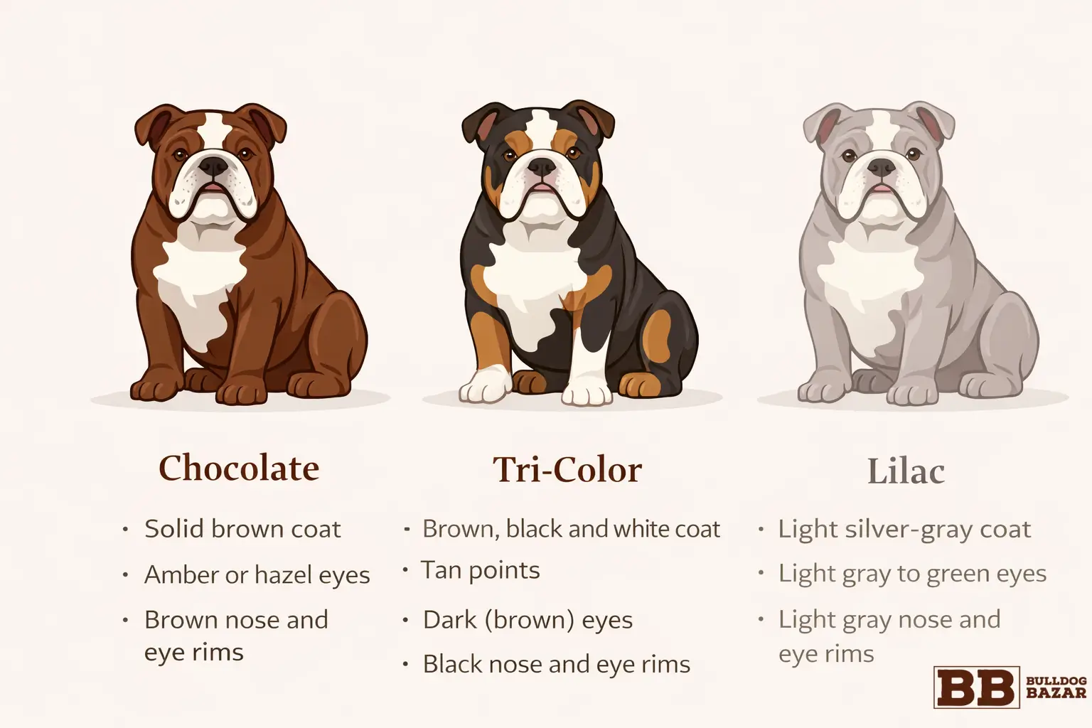 infographic bulldog color