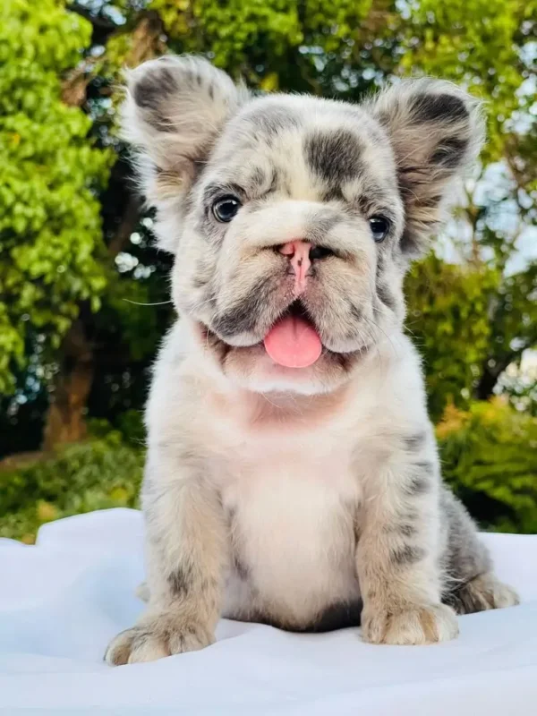 Merle fluffy French bulldog puppy sitting outdoors