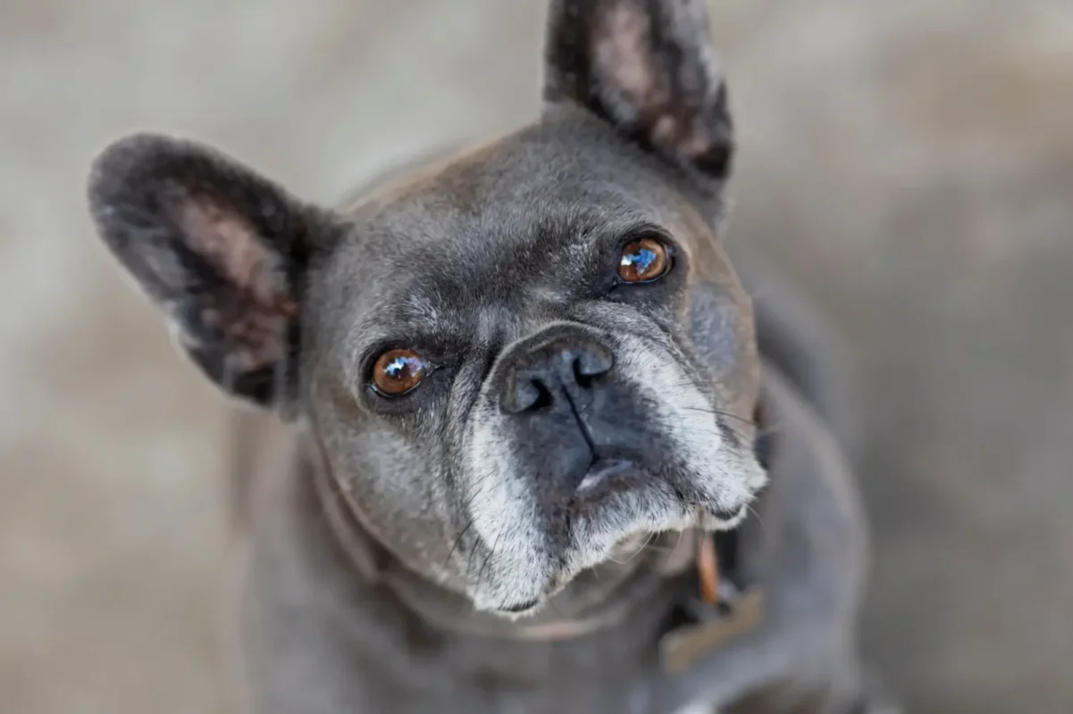 Senior blue French Bulldog looking at the camera