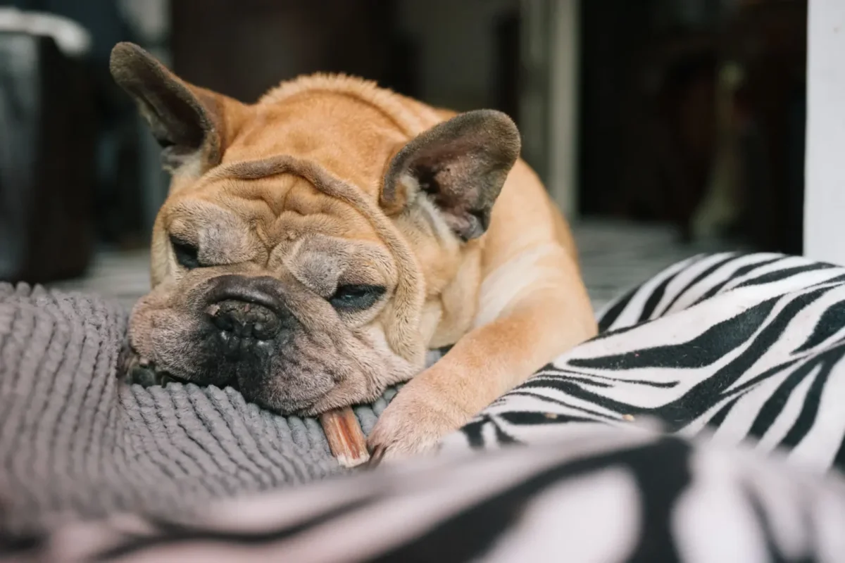Senior French Bulldog sleeping indoors