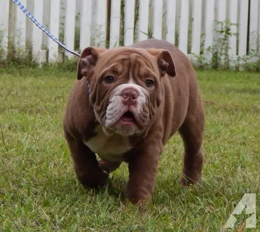 Solid chocolate English bulldog with brown coat and liver nose