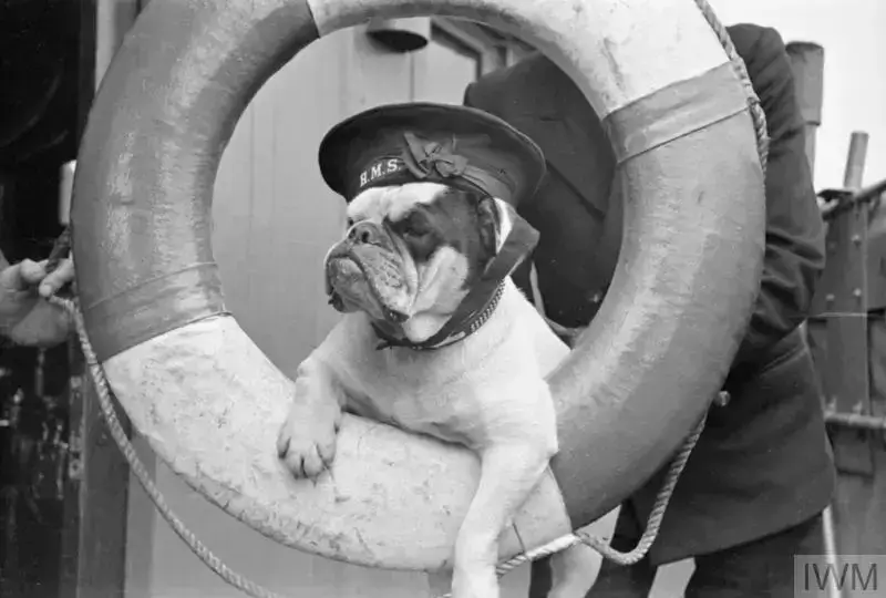 Venus the English Bulldog mascot sitting in a sailor’s life ring aboard HMS Vansittart during World War II.