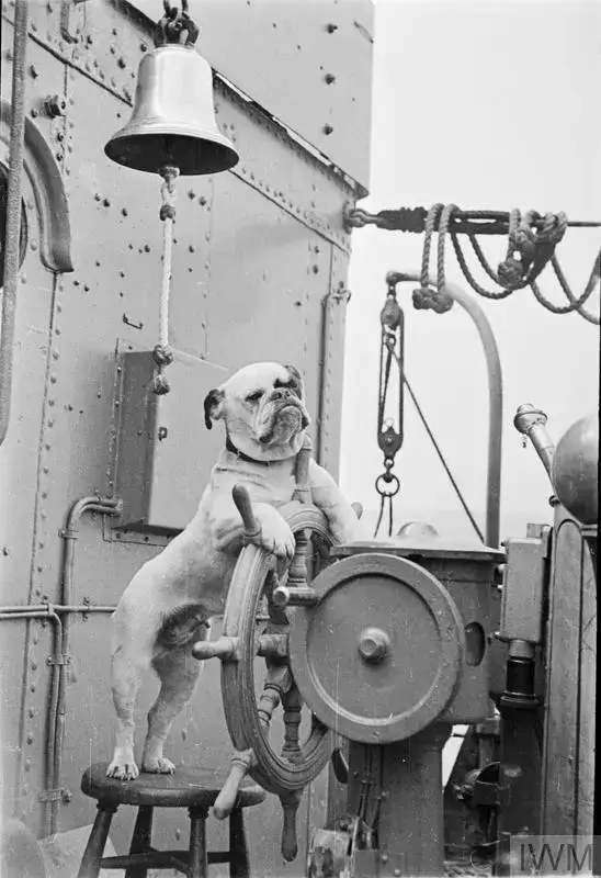 English Bulldog mascot with its paws on the ship’s wheel aboard HMS Vansittart.