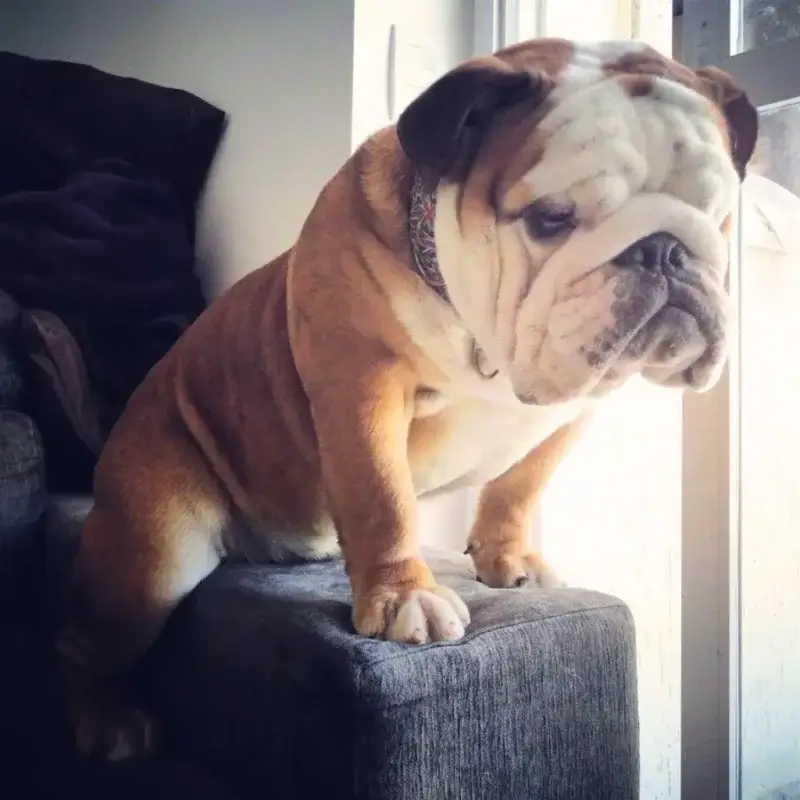 English Bulldog standing on the arm of a couch and looking out the window.