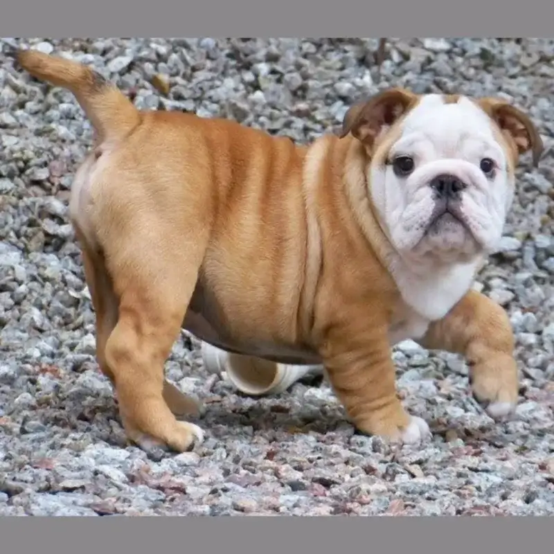 English Bulldog puppy standing outdoors with a naturally long tail.