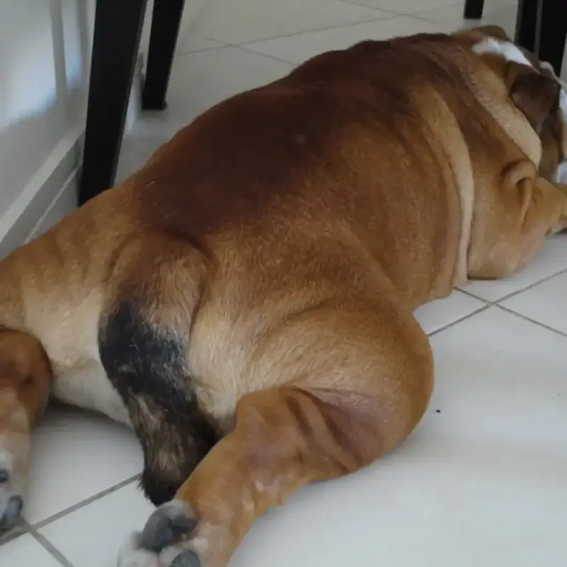 English Bulldog lying on the floor with a visible natural screw-type tail.