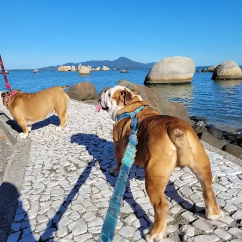 English Bulldog standing on a stone path by the sea, showing a natural straight tail.