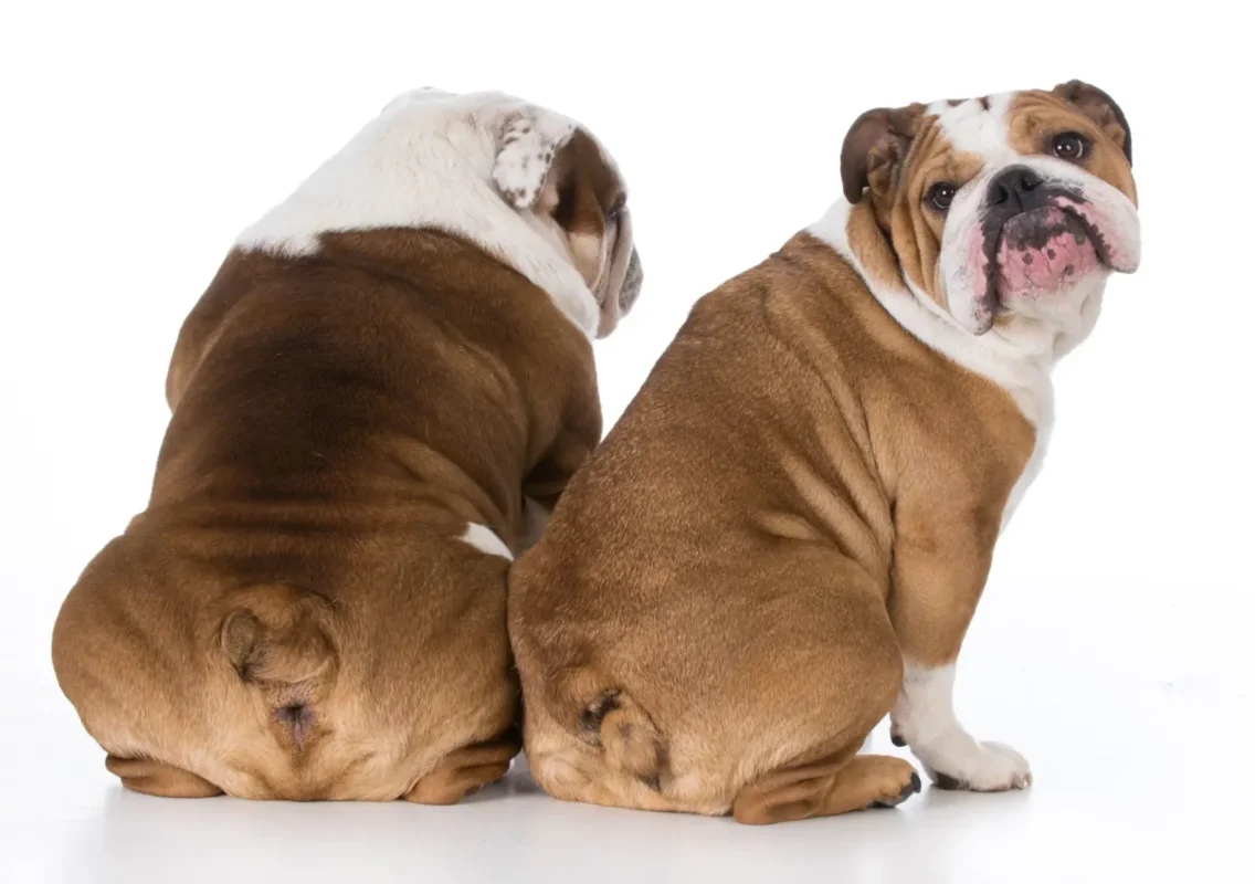 English Bulldog with naturally short tail viewed from behind