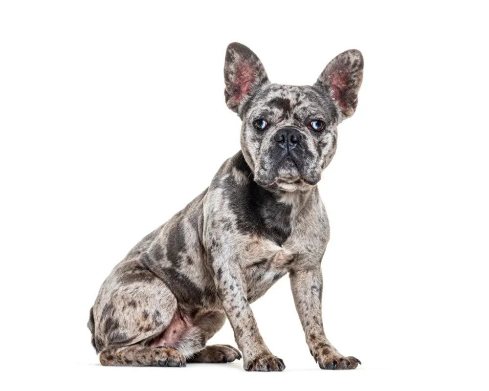 Merle French Bulldog coat pattern with high contrast pigmentation and mottled markings