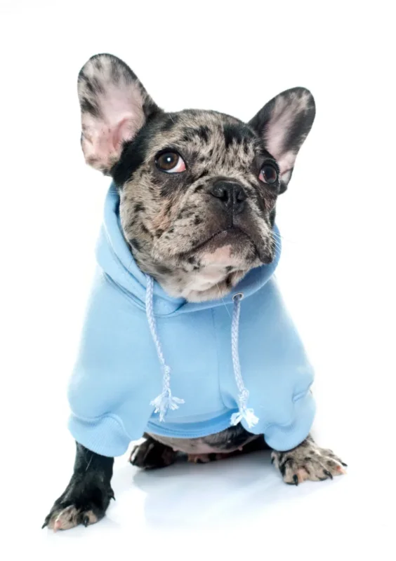 Merle French Bulldog wearing a hoodie, showing that coat color does not affect temperament