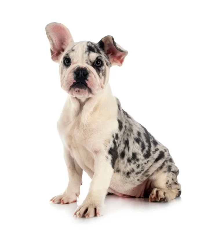 Merle French Bulldog adult portrait highlighting marbled coat and facial markings