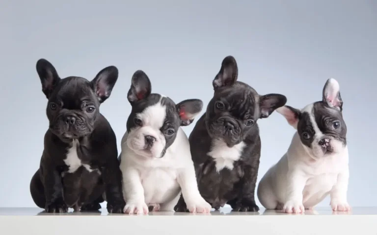 French Bulldog puppy litter showing different coat colors including black brindle and pied